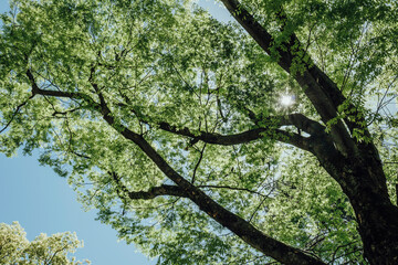 春・初夏・夏の日差しに照らされる森林の新緑の緑　自然・夏休み・夏・アウトドア・キャンプ・観光・旅行のイメージ背景　