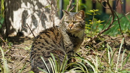 Naklejka na ściany i meble One adorable wild cat sitting in the garden for resting