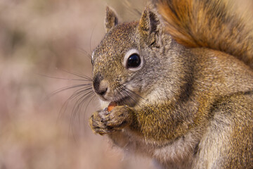 A Red Squirrel having Lunch