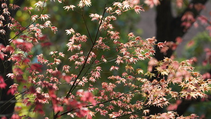 The beautiful garden view with the fresh green trees in spring