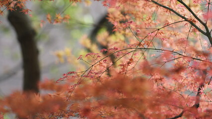 The beautiful garden view with the fresh green trees in spring