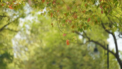 Fototapeta premium The beautiful garden view with the fresh green trees in spring