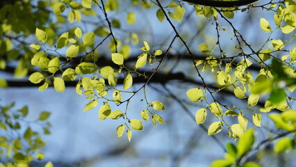 The beautiful garden view with the fresh green trees in spring