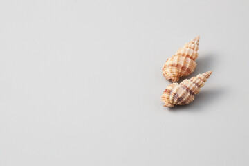 various and colorful seashell isolated on white background