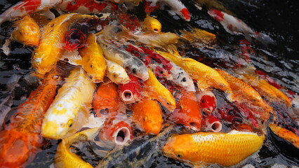 Obraz na płótnie Canvas The fishes swimming in the pond