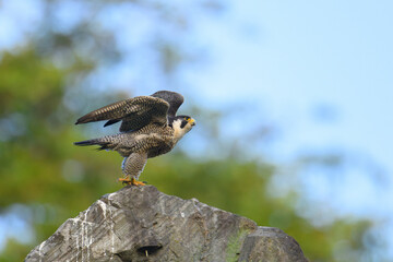 Peregrine Falcon  