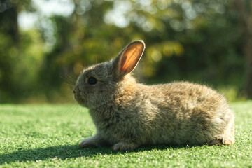 Cute little gray rabbit on green grass with natural bokeh background in morning