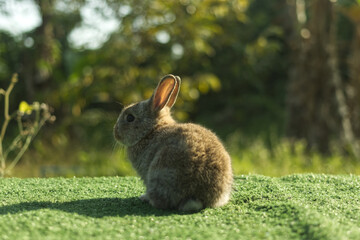 Cute little gray rabbit on green grass with natural bokeh background in morning