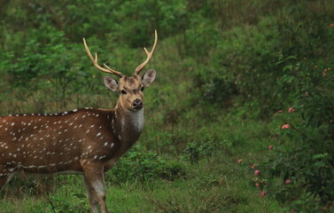 beautiful cheetal or chital deer or spotted deer (axis axis) in bandipur national park with lush...