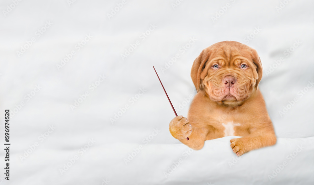 Poster Unhappy Mastiff puppy lying under white blanket on a bed at home and points away on empty space. Top down view. Empty space for text