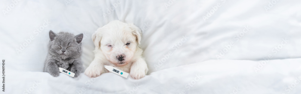 Poster cute sick kitten and bichon frise puppy sleep with thermometer on a bed at home. top down view. empt