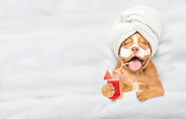 Funny Mastiff puppy with towel on it head and with cream on his face holds watermelon cocktail and...