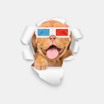 Happy puppy wearing 3d glasses looking through the hole in white paper