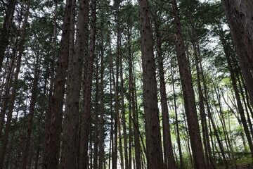 Obraz premium 里山の景色 日光が遮られ薄暗いヒノキ林