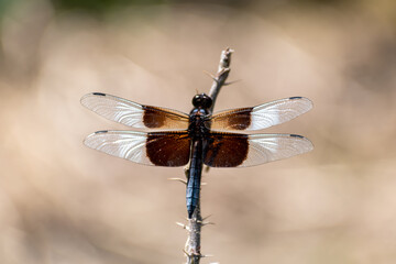 A brown dragonfly resting on a stem