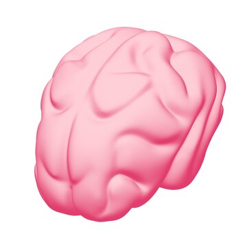 Human brain Anatomical Model.