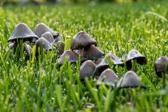A group of mushrooms surrounded by green grass