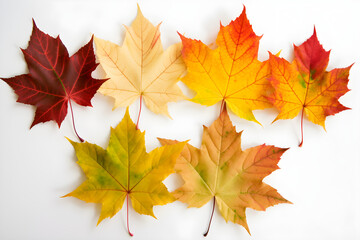 Naklejka na ściany i meble Frontal view of six natural maple leaves of the autumn period in yellow, orange, red, burgundy, green colors on a white background. Generative AI. 