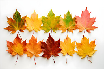 Frontal view of ten natural maple leaves of the autumn period in yellow, orange, red, burgundy, green colors on a white background.
Generative AI. 