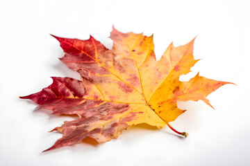 Naklejka na ściany i meble The image of an autumn theme natural maple leaf in yellow, orange, red, burgundy tones on a white background Generative AI. 