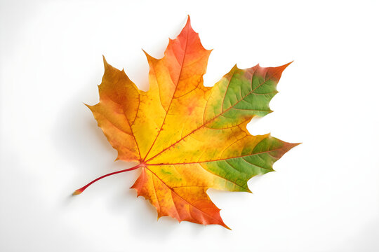 The image of an autumn theme natural maple leaf in yellow and green tones on a white background. 
Generative AI. 