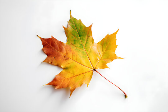 The image of an autumn theme natural maple leaf in yellow and green tones on a white background. 
Generative AI. 