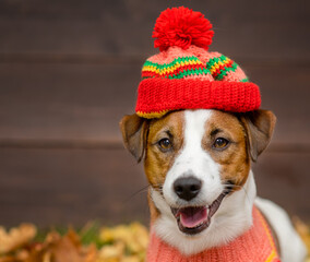 Portrait of a young dog of breed Jack Russell with a sweater and a knitted hat on a background of yellow grass covered with autumn leaves and a wooden fence. Cozy autumn concept.