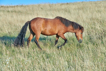 Fototapeta premium . One majestic large, big, brown purebred, thoroughbred wild horse with a dark mane and tail standing in an open field, farm, meadow eating, grazing on the green grass outside on a clear summer day.