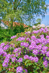 Obraz premium Rhododendron in my garden. A series of photos of rhododendron in garden.