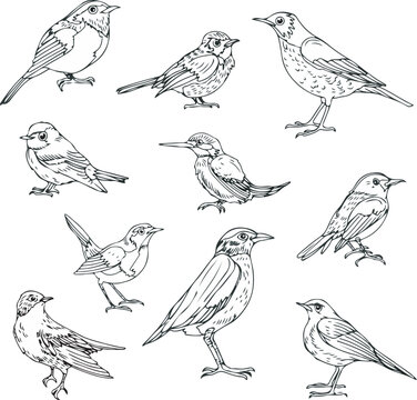 pack of outline birds collection vector illustration isolated in white background	