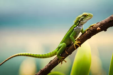 Poster chameleon on a branch © Md Imranul Rahman