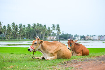 The milky cow resting near the green fields. Indian cattle, livestock. Domestic animal.