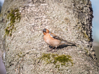 Common chaffinch, Fringilla coelebs, sits on a tree. Common chaffinch in wildlife.