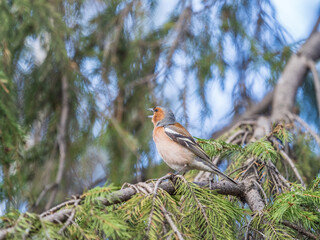 Common chaffinch, Fringilla coelebs, sits on a branch in spring on green background. Common chaffinch in wildlife.