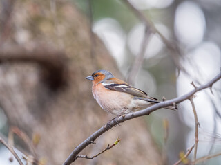 Common chaffinch, Fringilla coelebs, sits on a tree. Common chaffinch in wildlife.