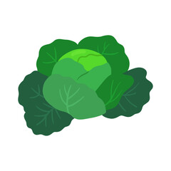 Cabbage vegetable isolated on white. Vector flat clipart.