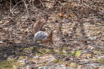 Squirrel in autumn or spring hides nuts on the green grass with fallen yellow leaves