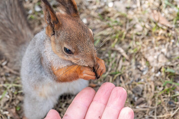 A squirrel in the spring or autumn eats nuts from a human hand. Eurasian red squirrel, Sciurus vulgaris