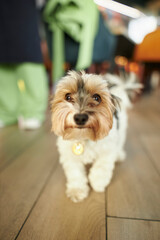 cute york terrier stands on the floor and looks at the camera. Yorkshire terrier close-up portrait, looking at the camera, vertical orientation photography