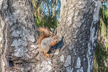 The squirrel with nut sits on a branches in the spring or summer.