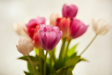 multicolored tulips on a white background, soft focus. Bouquet of colorful bright fresh tulips selective focus with bokeh background, colorful spring and summer, beautiful design