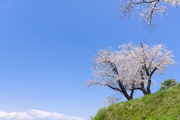 Obraz premium 静岡県伊豆の国市 狩野川さくら公園の景色