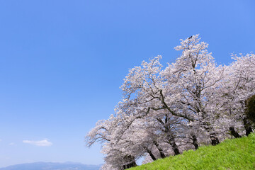 Naklejka premium 静岡県伊豆の国市 狩野川さくら公園の景色