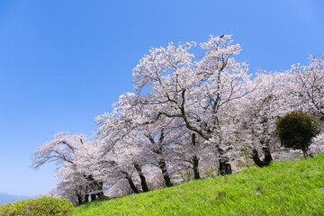 Naklejka premium 静岡県伊豆の国市 狩野川さくら公園の景色
