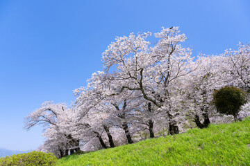 静岡県伊豆の国市　狩野川さくら公園の景色