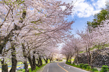 静岡県伊豆の国市　狩野川さくら公園の景色