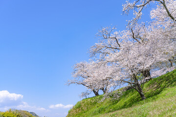 Naklejka premium 静岡県伊豆の国市 狩野川さくら公園の景色