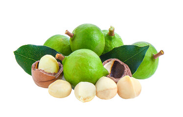 macadamia nuts with leaf isolated on transparent png