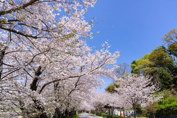 静岡県伊豆の国市　狩野川さくら公園の景色