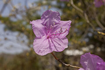 Spring flowers, full bloom of azaleas. Azalea flowers to mark the beginning of spring. Flowers...